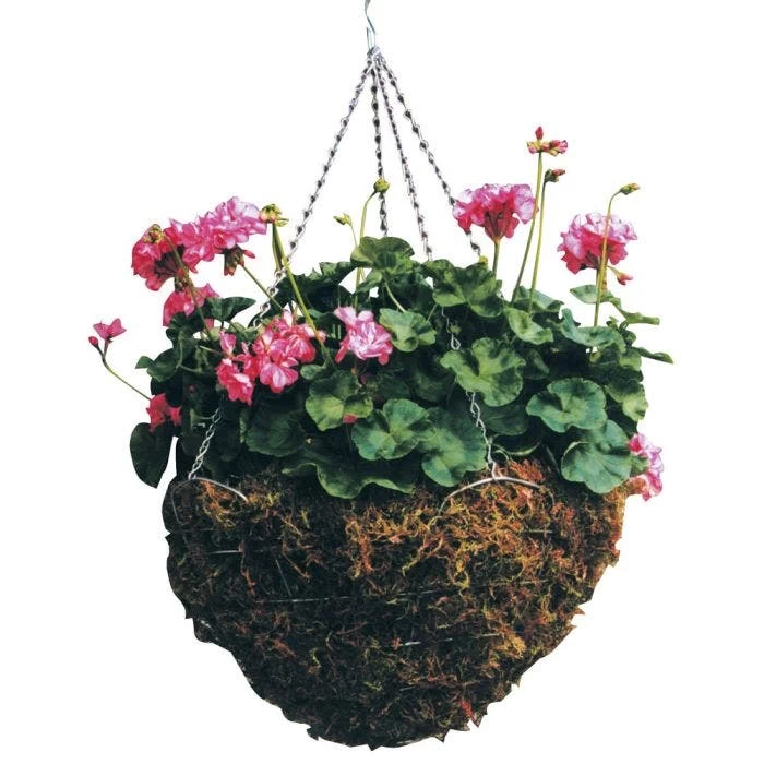 Braun Wire Hanging Basket Moss Liner And Chain 16in Diam 4 Braun Wire Hanging Basket Moss Liner And Chain 16in Diam - Image 2