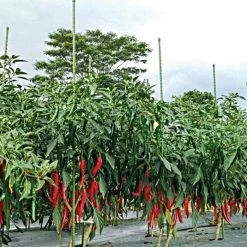 Knotty Takiron Green Steel Stakes, 5/8"x 8', Bundle Of 10 -Garden-green plant growth care 168tsk 6