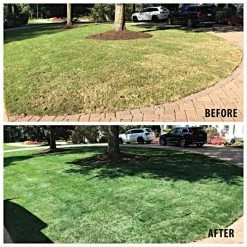 GURUgrass™ Premium Grass Colorant 5 GURUgrass™ Premium Grass Colorant -Garden-green plant growth care 20101 live 1