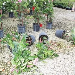 Better Bilt TopHat Plant Container Stabilizer - 3 Gallon Size -Garden-green plant growth care 3ps3 3