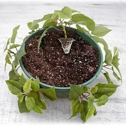 Belden Plastics 10 Inch Hanging Garden Baskets Case Of 25 -Garden-green plant growth care 690202 5