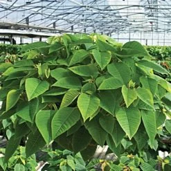 Belden Plastics 10 Inch Hanging Garden Baskets Case Of 25 -Garden-green plant growth care 690202 6