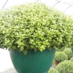 Belden Plastics 14-Inch Saucerless Baskets, Green, Case Of 25 -Garden-green plant growth care 690801 3 1