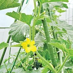 Knotty Takiron Green Steel Stakes, 3/8" X 4', Bundle Of 10 13 Knotty Takiron Green Steel Stakes, 3/8" X 4', Bundle Of 10 -Garden-green plant growth care 84tsk 4