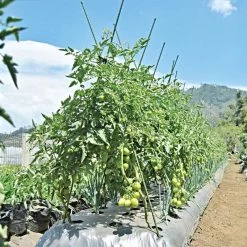 Knotty Takiron Green Steel Stakes, 3/8" X 4', Bundle Of 10 14 Knotty Takiron Green Steel Stakes, 3/8" X 4', Bundle Of 10 -Garden-green plant growth care 84tsk 5