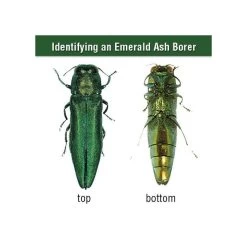 AceCap Insecticide Systemic Implants 3/8in Diam 10 Per Pack 9 AceCap Insecticide Systemic Implants 3/8in Diam 10 Per Pack -Garden-green plant growth care ac10 4