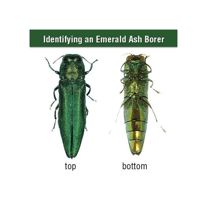 AceCap Insecticide Systemic Implants 3/8in Diam 10 Per Pack 6 AceCap Insecticide Systemic Implants 3/8in Diam 10 Per Pack - Image 4