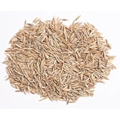 Turf Type Tall Fescue, 25 Lb Bag 6 Turf Type Tall Fescue, 25 Lb Bag -Garden-green plant growth care attf25 1 1