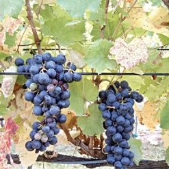 DuraLine 4-Millimeter Monofilament Trellis Line, 1,000 Feet -Garden-green plant growth care bdl 4 1000 1