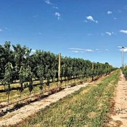 DuraLine 4-Millimeter Monofilament Trellis Line, 1,000 Feet -Garden-green plant growth care bdl 4 1000 3