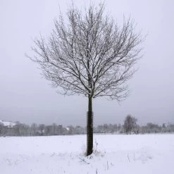 Leonard Commercial Plastic Mesh Tree Guards, 4-Inch Diameter, 36-Inch Length -Garden-green plant growth care bg36 5 1