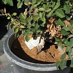 Coco Weed Guards, 15-Centimeter Diameter, Case Of 850 -Garden-green plant growth care cd15a 3