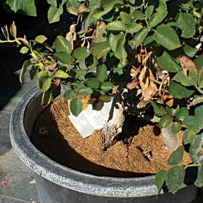 Coco Weed Guards, 17-Centimeter Diameter, Case Of 715 6 Coco Weed Guards, 17-Centimeter Diameter, Case Of 715 - Image 4