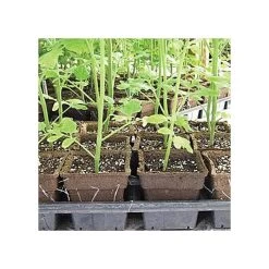 CowPots, #3 Square Pots, Case Of 400 -Garden-green plant growth care cpsq3 3