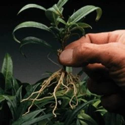 Dip 'N Grow Rooting Concentrate 2oz. -Garden-green plant growth care dg2 2 1