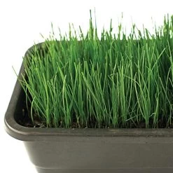 Fairlawn Blue And Rye Mix, 25 Lb Bag -Garden-green plant growth care fair25 3 1