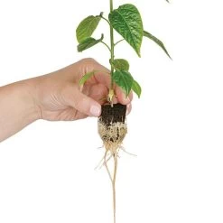 Grow-Plugs, Case Of 1,400 -Garden-green plant growth care fp1400 4