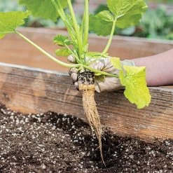 Grow-Plugs, Case Of 1,400 -Garden-green plant growth care fp1400 6