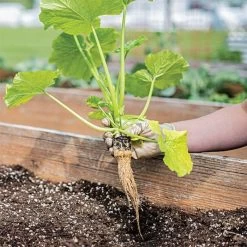 Grow-Plugs, Bag Of 55 -Garden-green plant growth care fp55 3 1