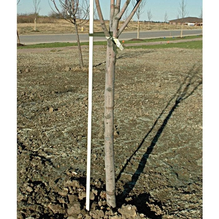 FIBERGLASS TREE STAKES, 8-YEAR LIFE, 6 FEET X 1/2 INCHES, BUNDLE OF 10 4 FIBERGLASS TREE STAKES, 8-YEAR LIFE, 6 FEET X 1/2 INCHES, BUNDLE OF 10 - Image 2