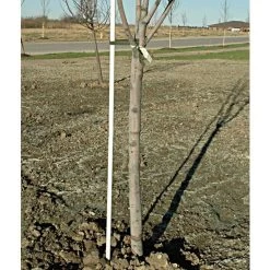 FIBERGLASS TREE STAKE 25YR 3/4 X 8FT BUNDLE OF 10 -Garden-green plant growth care fs1206 1 1 4