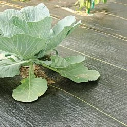 3.2oz. Premium Woven Ground Cover 6ft X 300ft -Garden-green plant growth care gc123 cabbage 5.2.23 1 2