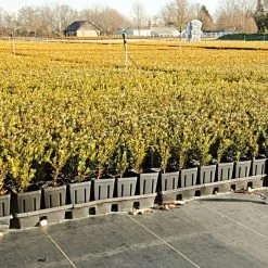 3.2oz Premium Woven Ground Cover 300ft Rolls -Garden-green plant growth care gc33 field 5.2.23 3