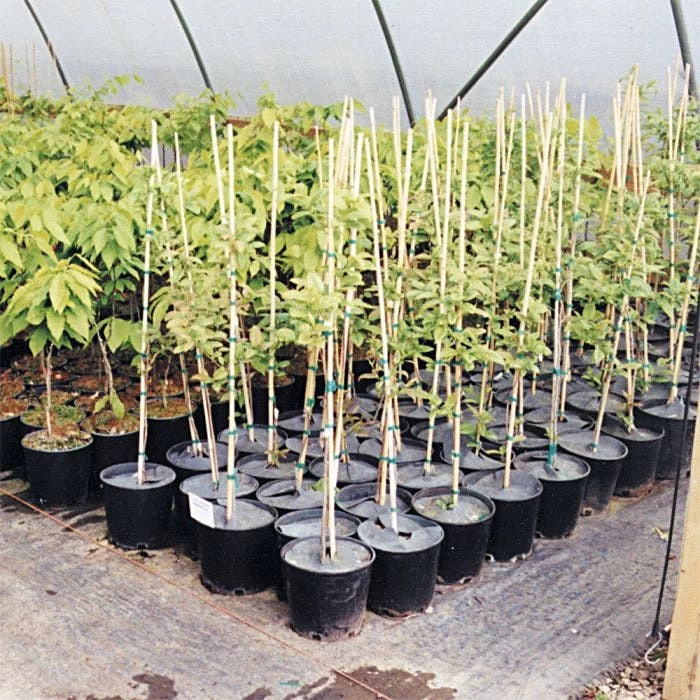 Geodisc UV-Resistant Weed-Blocking Discs, 9-Inch Diameter, Pack Of 500 4 Geodisc UV-Resistant Weed-Blocking Discs, 9-Inch Diameter, Pack Of 500 - Image 2