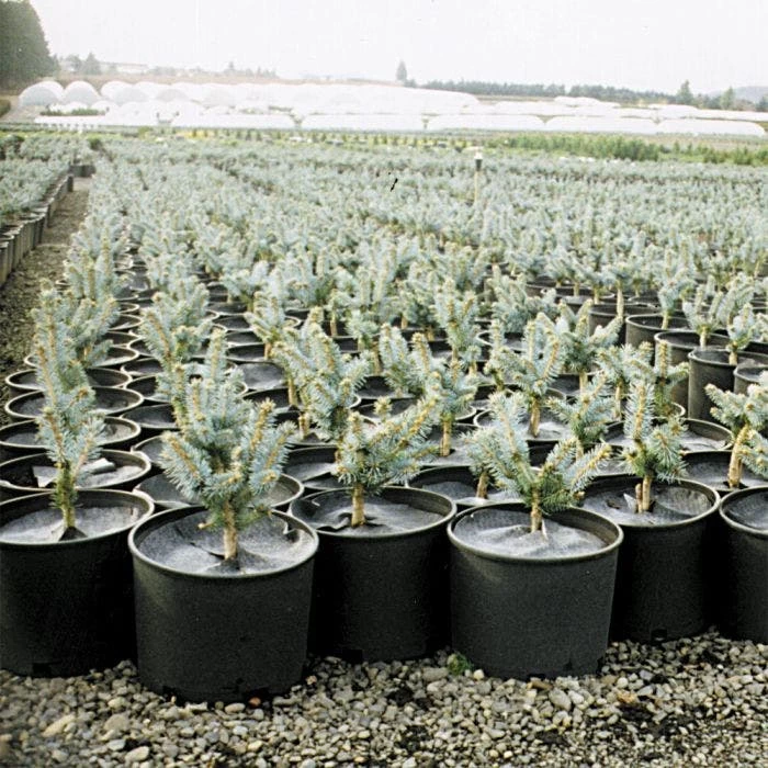 Geodisc UV-Resistant Weed-Blocking Discs, 9-Inch Diameter, Pack Of 500 3 Geodisc UV-Resistant Weed-Blocking Discs, 9-Inch Diameter, Pack Of 500