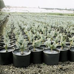 Geodisc UV-Resistant Weed-Blocking Discs, 16-Inch Diameter, Pack Of 100