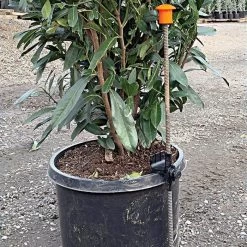 HookStake, Pack Of 25 -Garden-green plant growth care hs25 live2