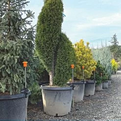 HookStake, Pack Of 25 -Garden-green plant growth care hs25 live3