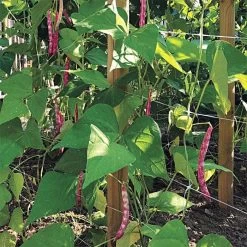 Hortonova Trellis Netting, 6-1/2 Feet X 3,280 Feet -Garden-green plant growth care htn63280 16