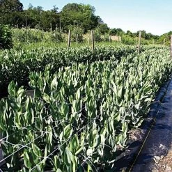 Hortonova Trellis Netting, 6-1/2 Feet X 3,280 Feet -Garden-green plant growth care htn63280 19