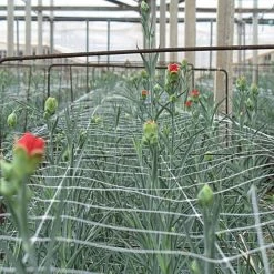 Hortonova Trellis Netting, 6-1/2 Feet X 3,280 Feet -Garden-green plant growth care htn63280 6