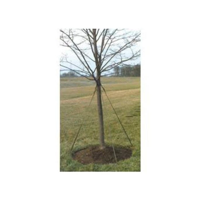 Leonard Green Tree Tie Webbing, 3,000 Feet 3 Leonard Green Tree Tie Webbing, 3,000 Feet - Image 2