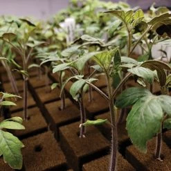 OASIS Grower Solutions Rootcubes, 104 Ct -Garden-green plant growth care rc104 4