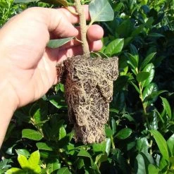 RootMaker 105 Cell Propagation Trays, Case Of 25 6 RootMaker 105 Cell Propagation Trays, Case Of 25 -Garden-green plant growth care rm18 1 3