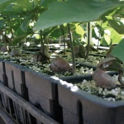 RootMaker 18 Cell Propagation Trays, Case Of 25 -Garden-green plant growth care rm18 2