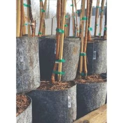 Charcoal Line Root Pouch Pallet, 12-18 Months, 3 Gallon -Garden-green plant growth care rp318 stacked 1