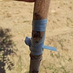 Rubber Budding/Grafting Strips, 5 Inches X 1/4 Inches, .016-Gauge, 2-Pound Bag -Garden-green plant growth care rs52516 2 1