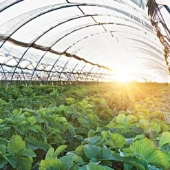 Poly Grow UVA Suncover 4yr 6mil Clear 28' X 80' -Garden-green plant growth care scov2880c