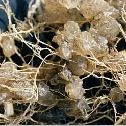 Soil Moist 9-3-6 Moisture-Holding Controlled Release Fertilizer, Case Of 200 Packs -Garden-green plant growth care smpb 2