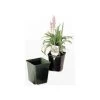 ITML Deep Perennial Pot 5 5/16in X 5.25in Black 200 Per Case. 1 ITML Deep Perennial Pot 5 5/16in X 5.25in Black 200 Per Case. -Garden-green plant growth care sqj0550b