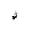 ITML Kordlok Deep Perennial Pots 4.25in Width X 4.875in Depth Green 510 Per Case. 1 ITML Kordlok Deep Perennial Pots 4.25in Width X 4.875in Depth Green 510 Per Case. -Garden-green plant growth care sql0450
