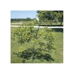 Tree Trainer Tree Straightener For Tree Caliper .5in To 1.5in