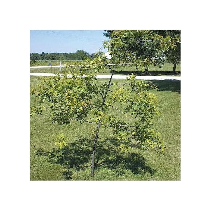 Tree Trainer Tree Straightener For Tree Caliper .5in To 1.5in 3 Tree Trainer Tree Straightener For Tree Caliper .5in To 1.5in