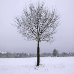 Leonard Rigid Plastic Mesh Tree Guards 4 Inch Diameter -Garden-green plant growth care vp bg 7