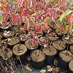 Coco Weed Guards -Garden-green plant growth care vp cdxxa 2