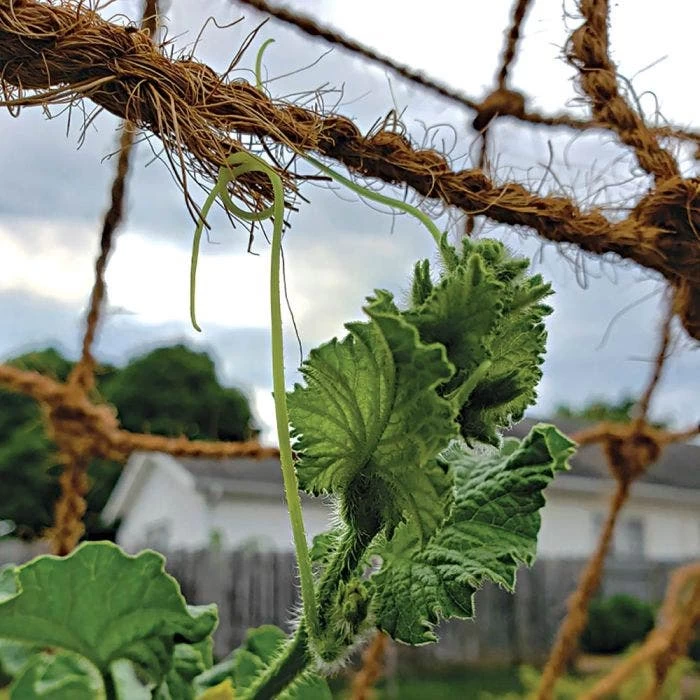 CocoNet Trellis Netting 4 CocoNet Trellis Netting - Image 2
